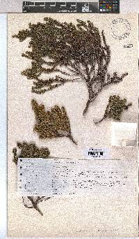 Empetrum rubrum image