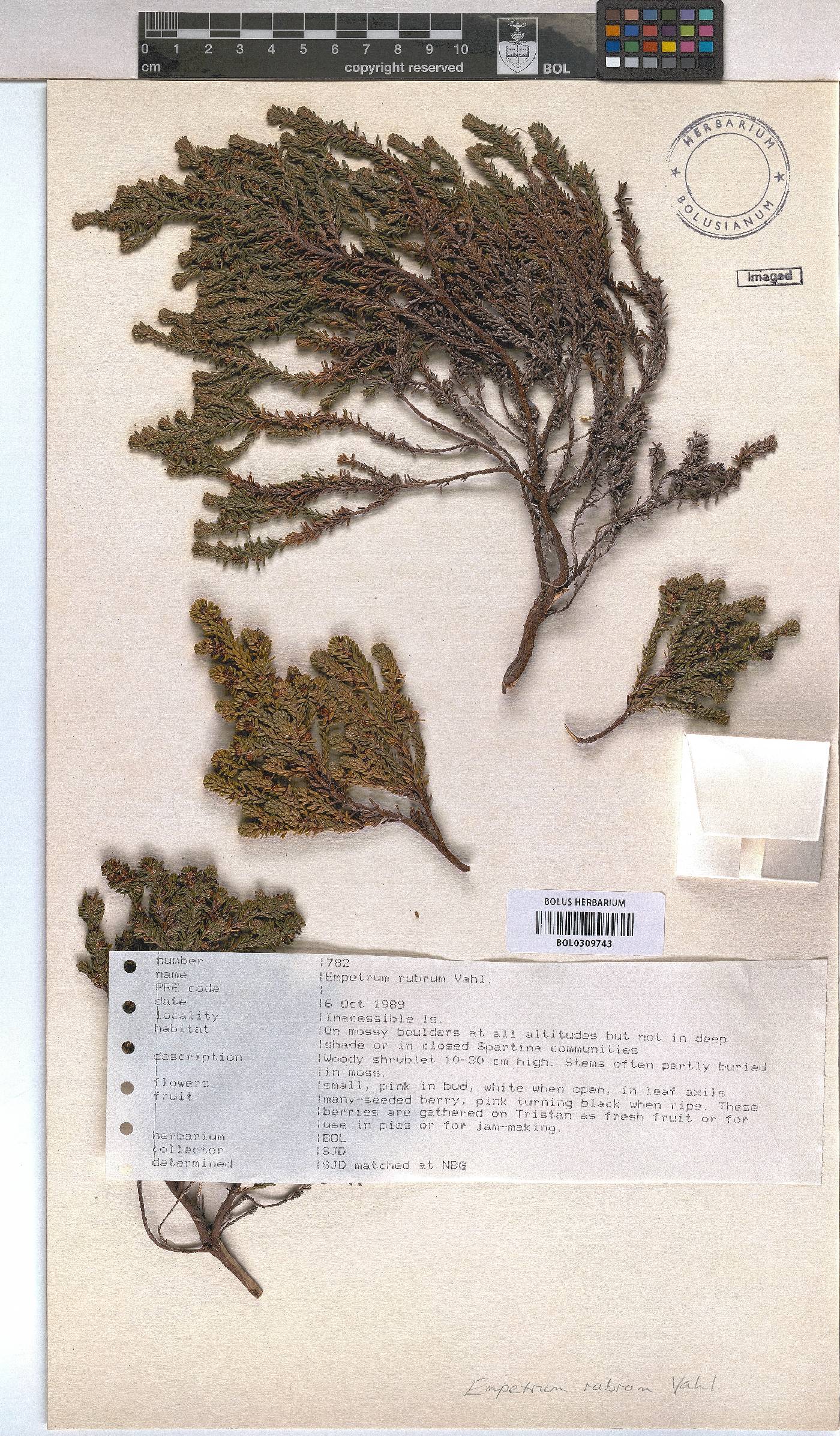Empetrum image