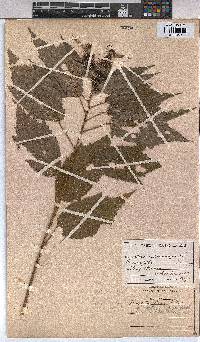 Triumfetta pilosa var. effusa image