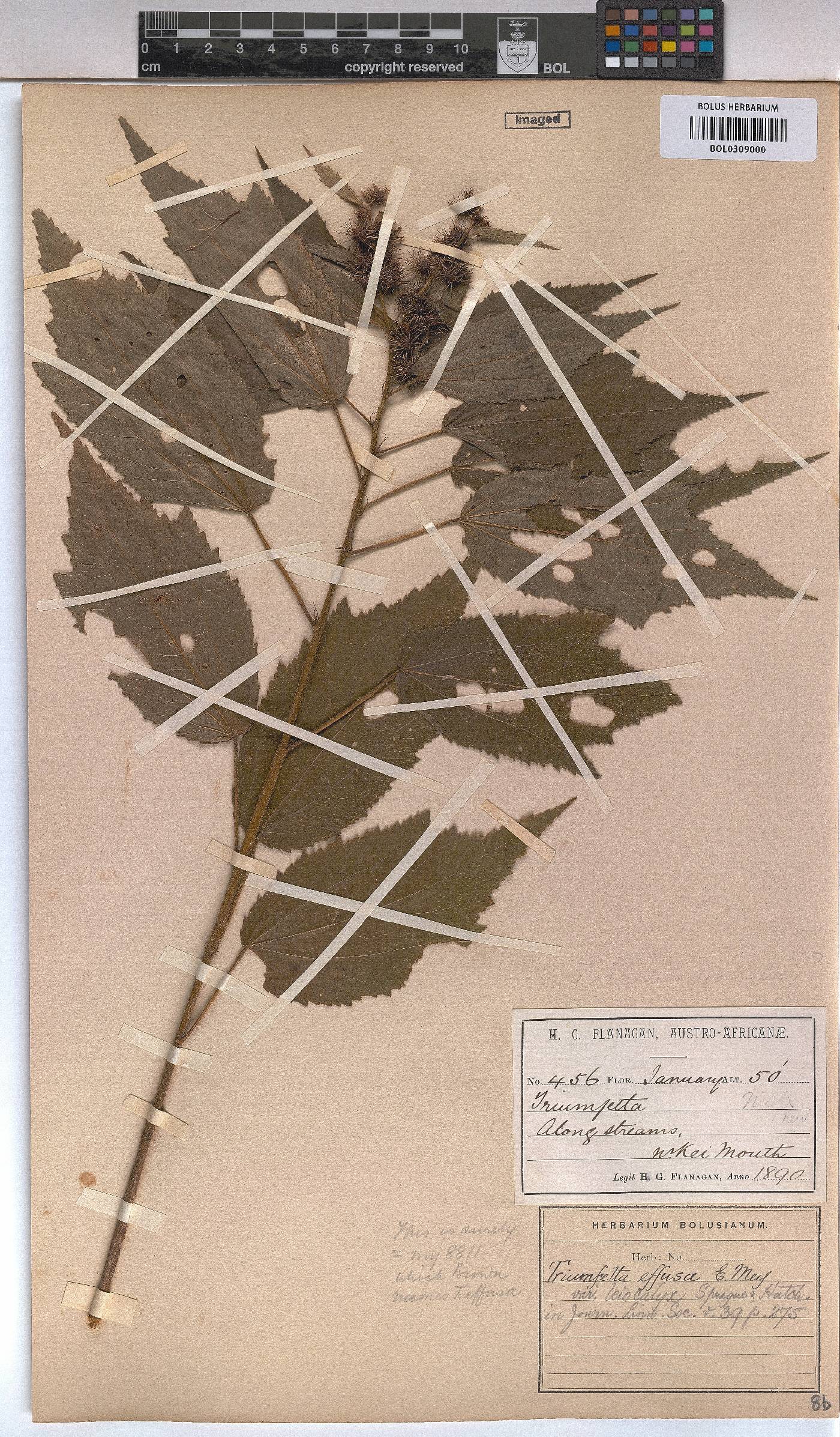 Triumfetta pilosa var. effusa image