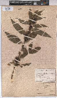 Triumfetta pilosa var. effusa image