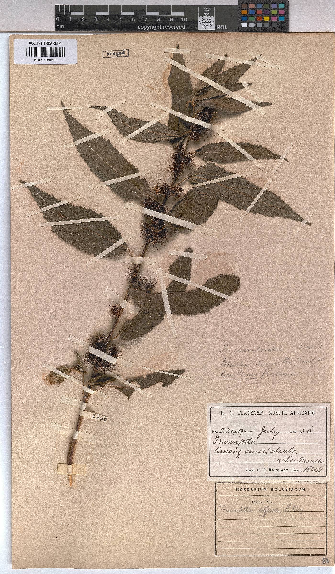 Triumfetta pilosa var. effusa image