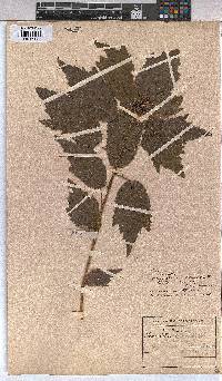 Triumfetta pilosa var. effusa image