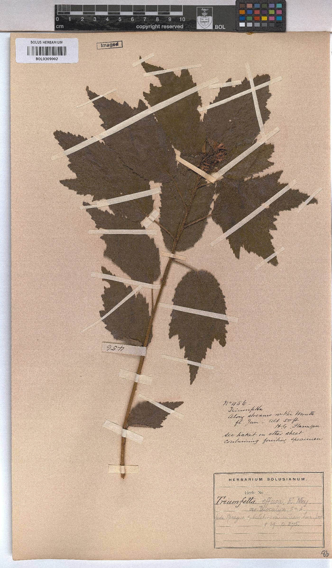 Triumfetta pilosa var. effusa image