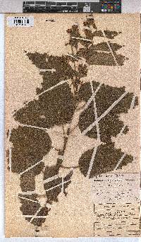 Triumfetta pilosa var. effusa image