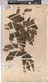 Triumfetta pilosa var. effusa image