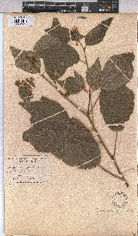 Triumfetta pilosa image