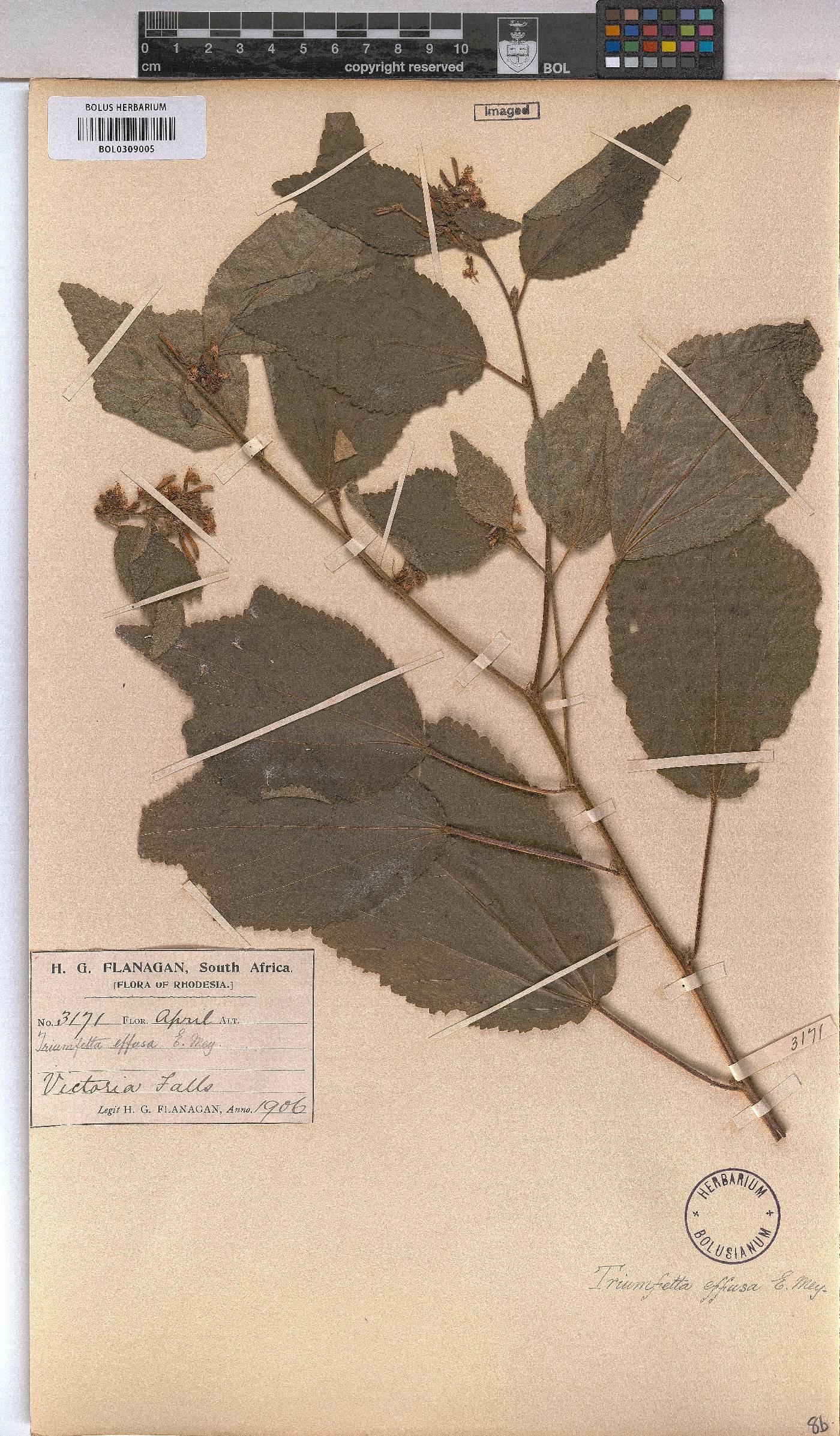 Triumfetta pilosa var. effusa image