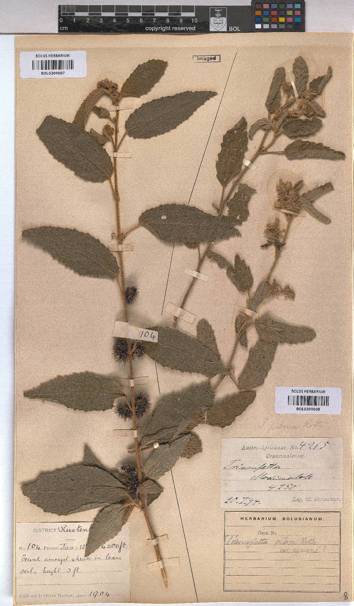 Triumfetta pilosa var. pilosa image