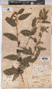 Triumfetta pilosa var. pilosa image