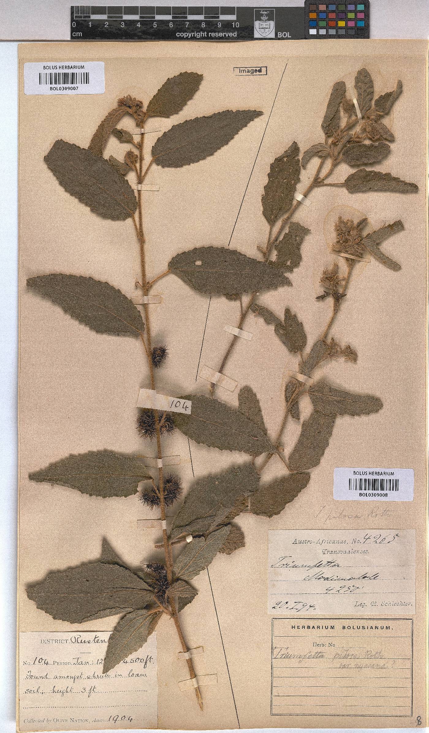 Triumfetta pilosa var. pilosa image