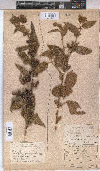 Triumfetta pilosa var. pilosa image