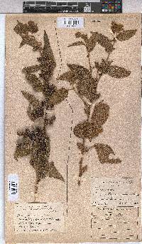 Triumfetta pilosa var. pilosa image