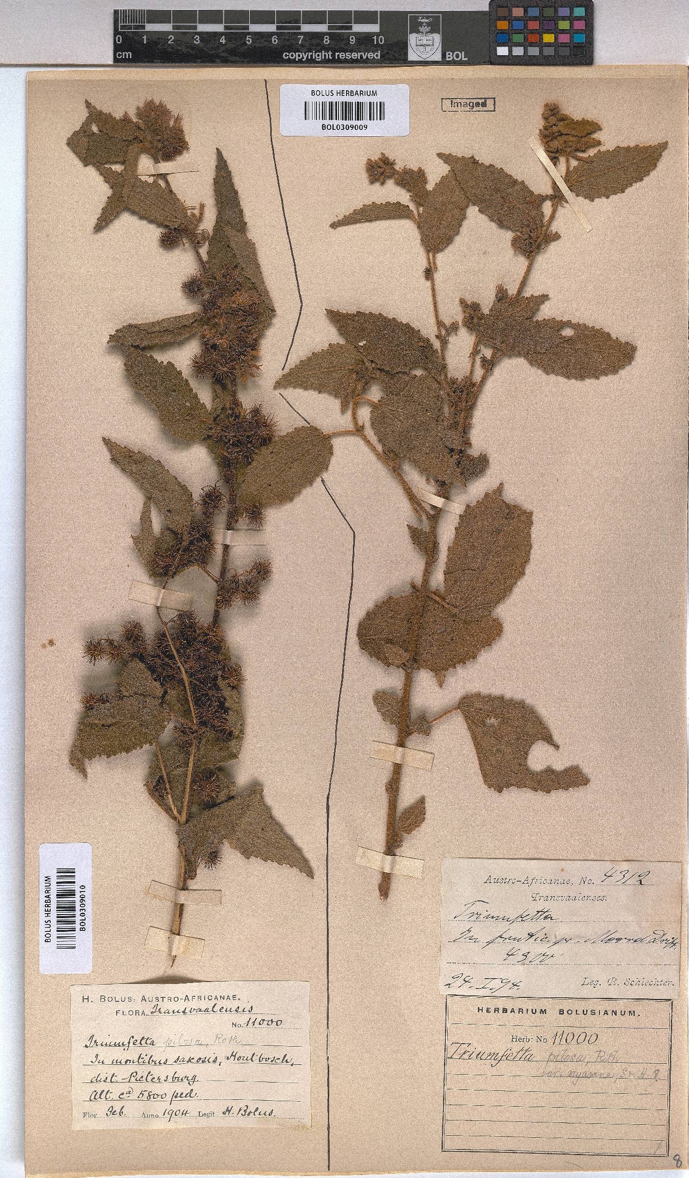 Triumfetta pilosa image