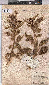 Triumfetta pilosa var. pilosa image