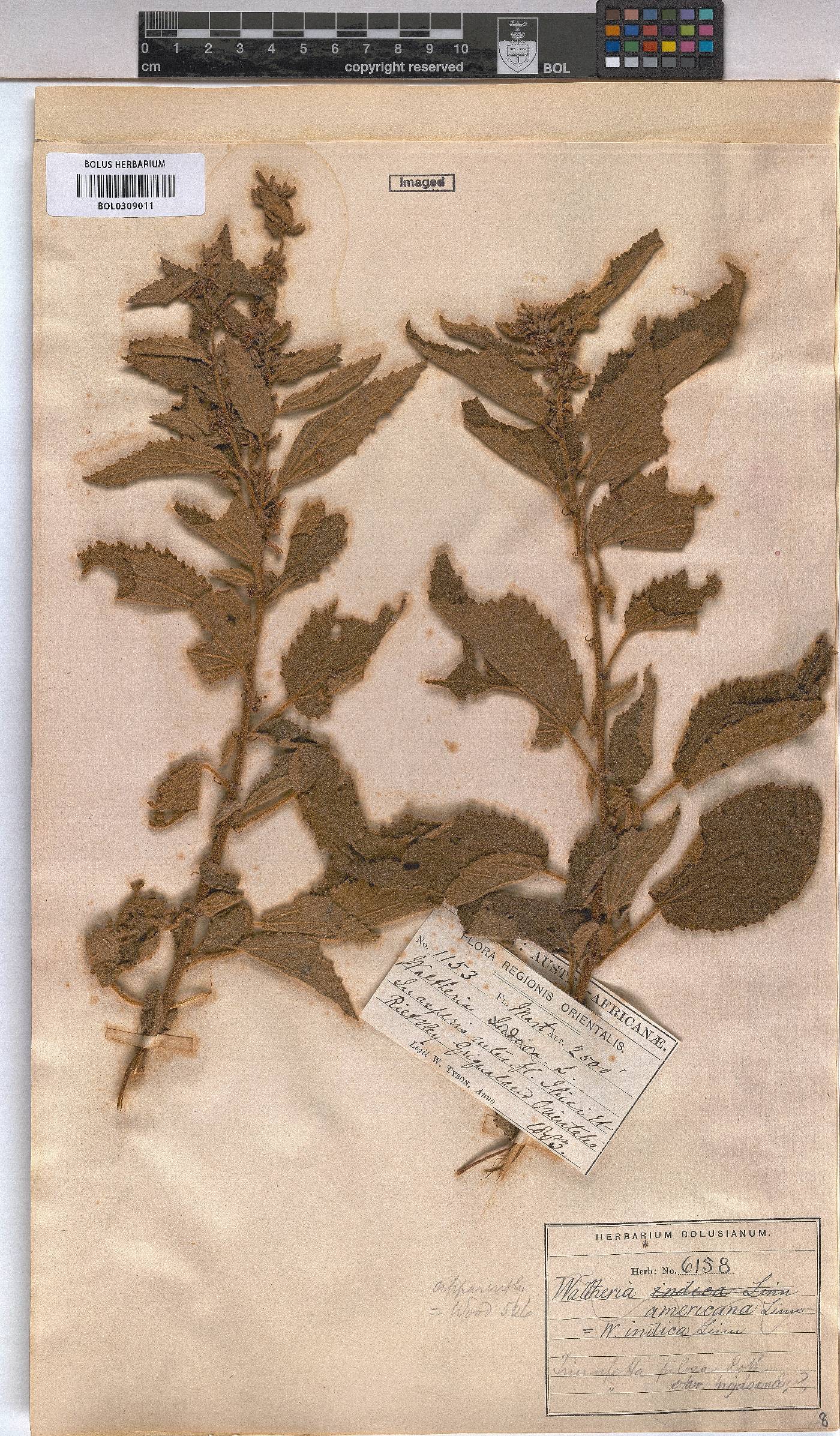 Triumfetta pilosa var. pilosa image