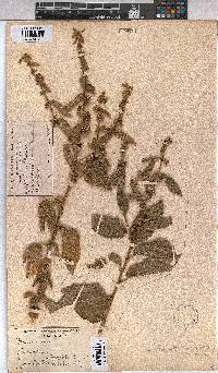 Triumfetta pilosa var. pilosa image