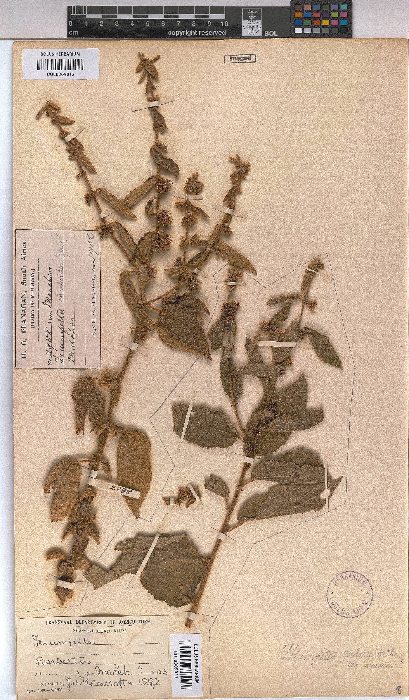 Triumfetta pilosa image