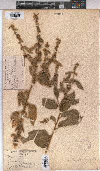 Triumfetta pilosa var. pilosa image