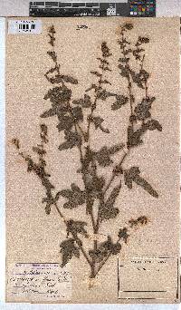 Triumfetta rhomboidea image