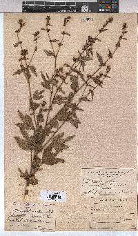 Triumfetta rhomboidea image