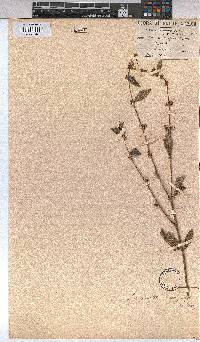 Triumfetta rhomboidea image
