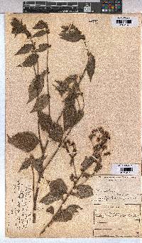 Triumfetta rhomboidea image