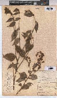 Triumfetta rhomboidea image