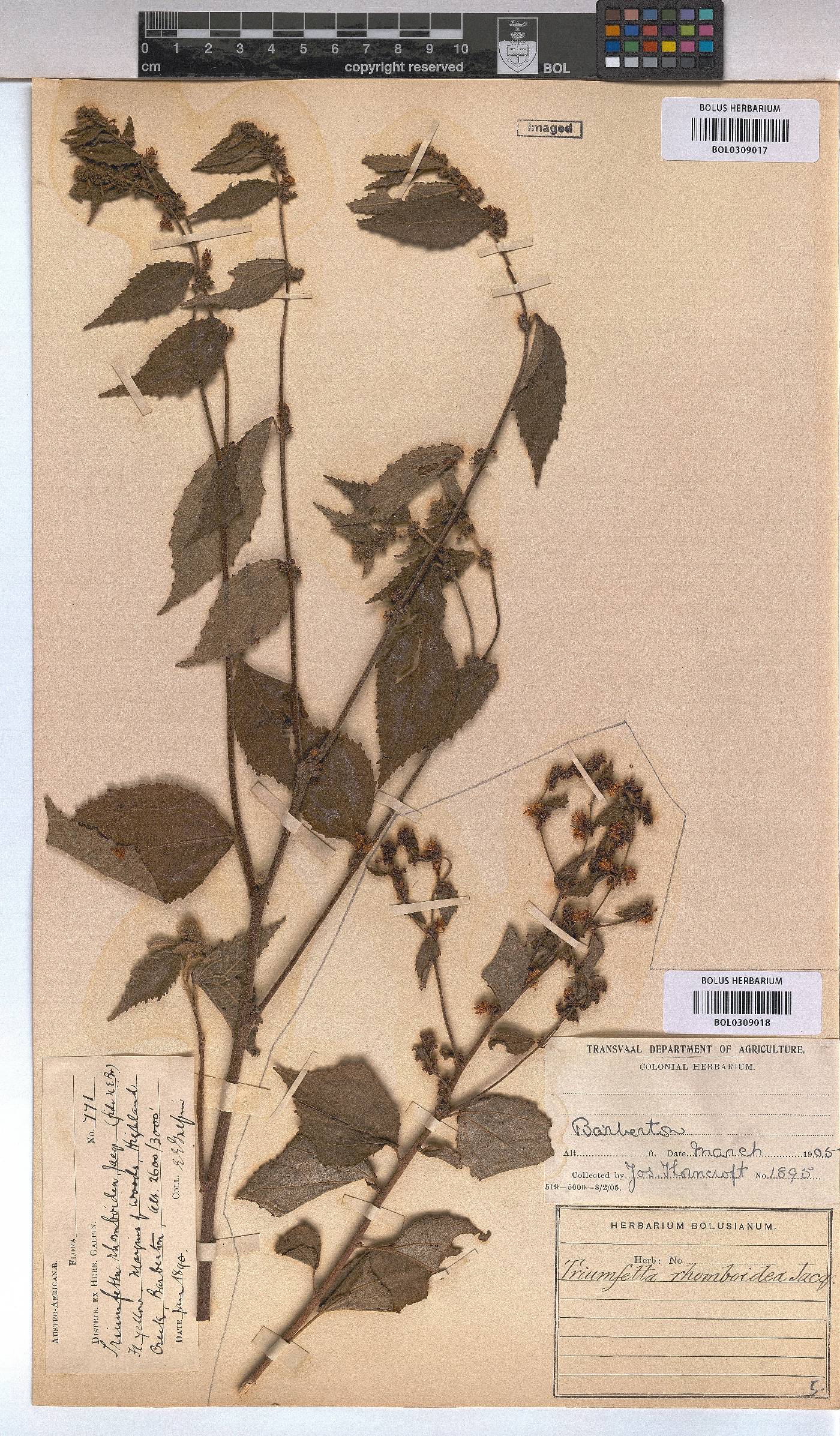 Triumfetta rhomboidea image