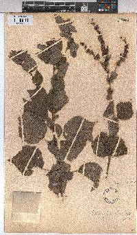 Triumfetta rhomboidea image