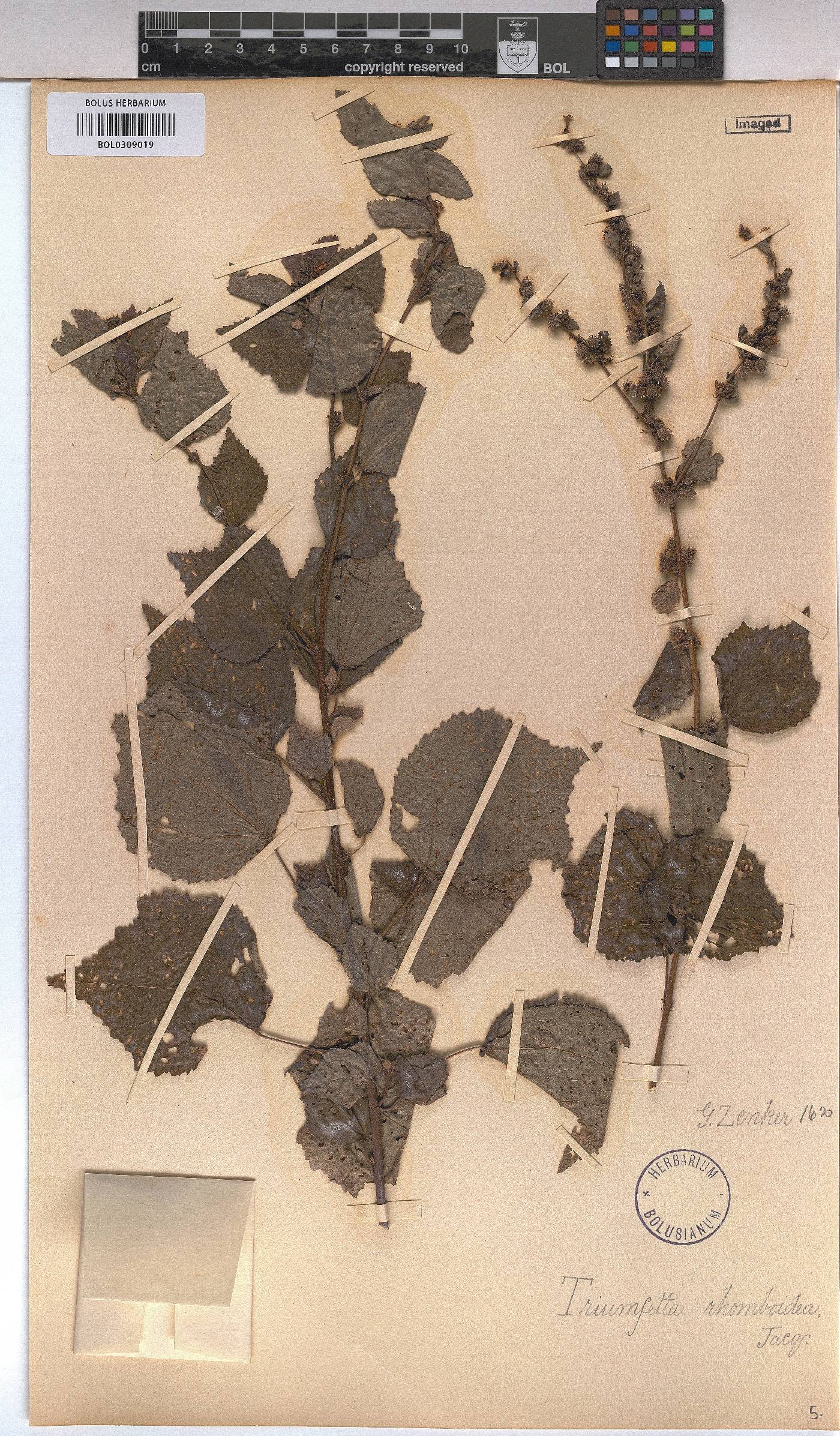Triumfetta rhomboidea image