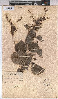 Triumfetta rhomboidea image