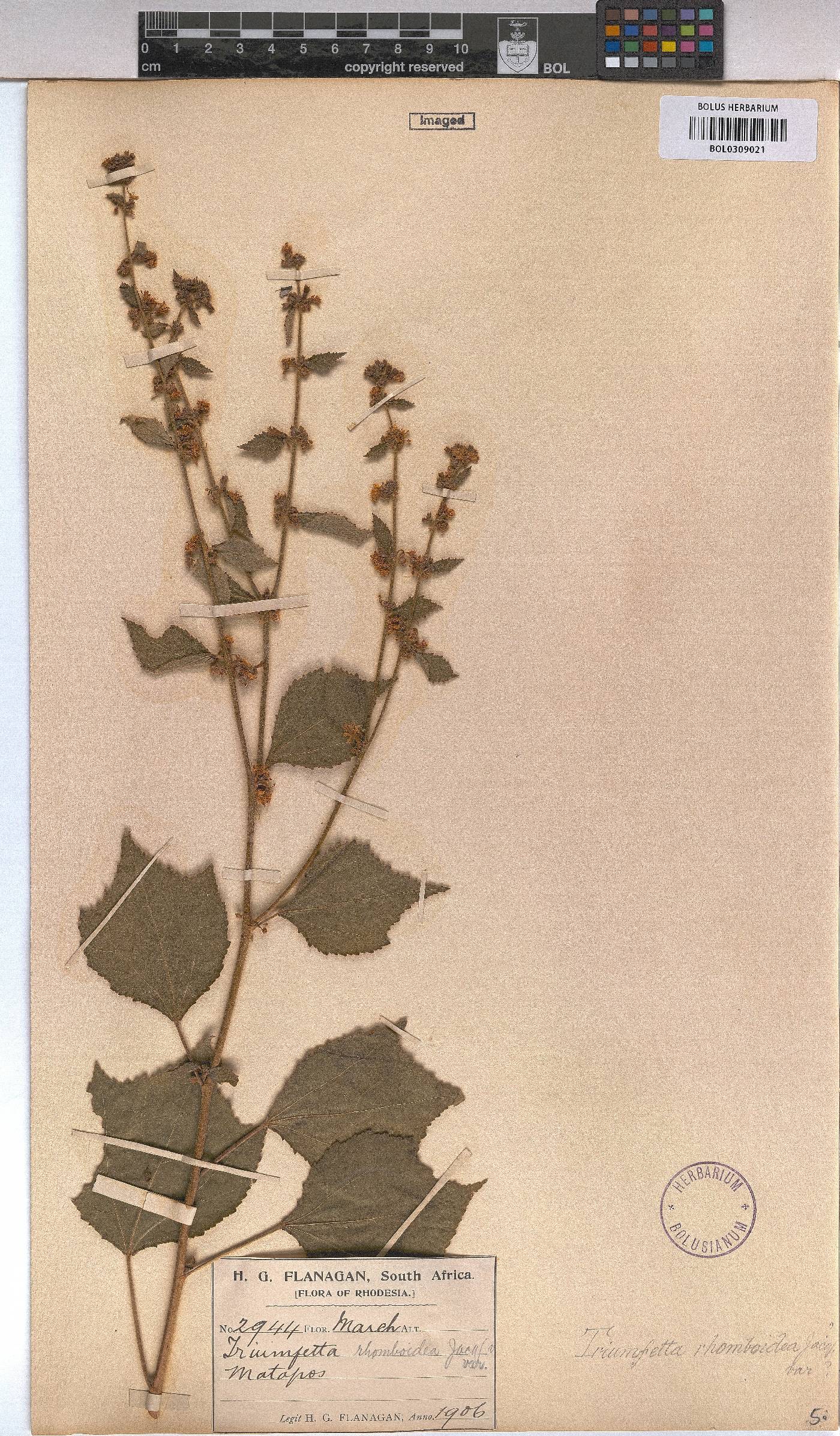 Triumfetta rhomboidea image