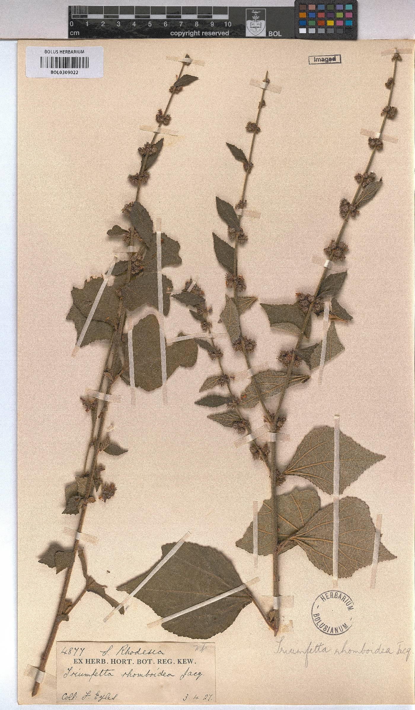 Triumfetta rhomboidea image