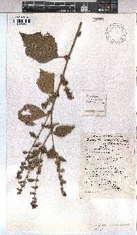 Triumfetta rhomboidea image