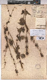 Triumfetta rhomboidea image