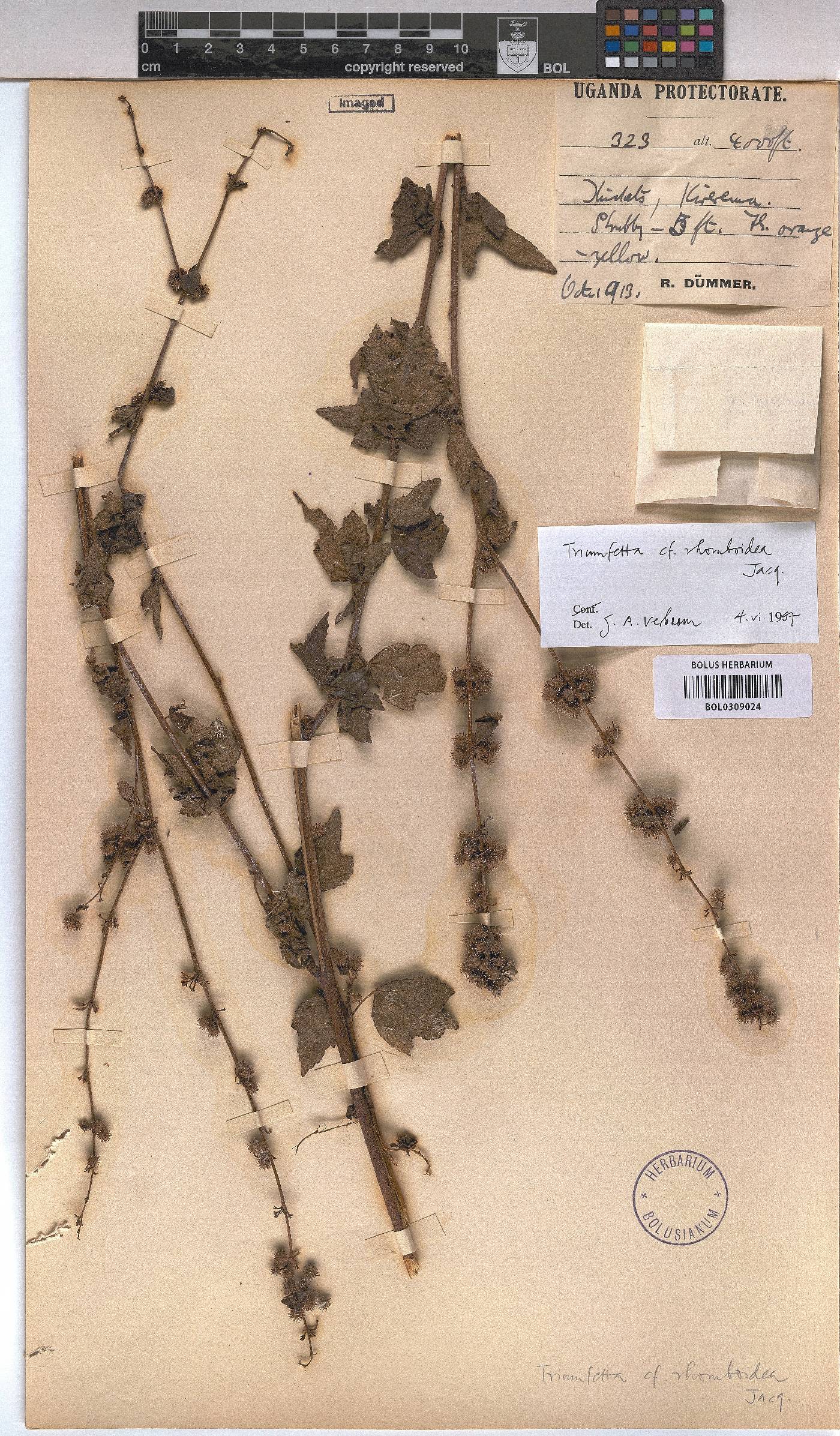 Triumfetta rhomboidea image