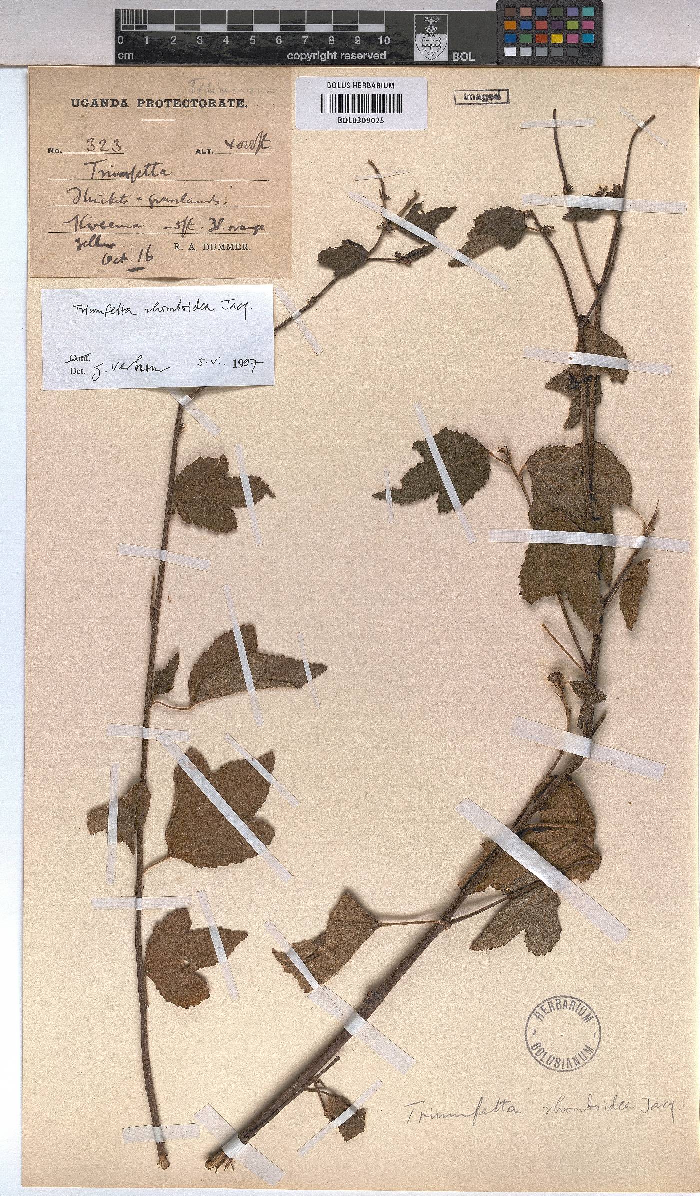 Triumfetta rhomboidea image