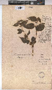 Triumfetta rhomboidea image