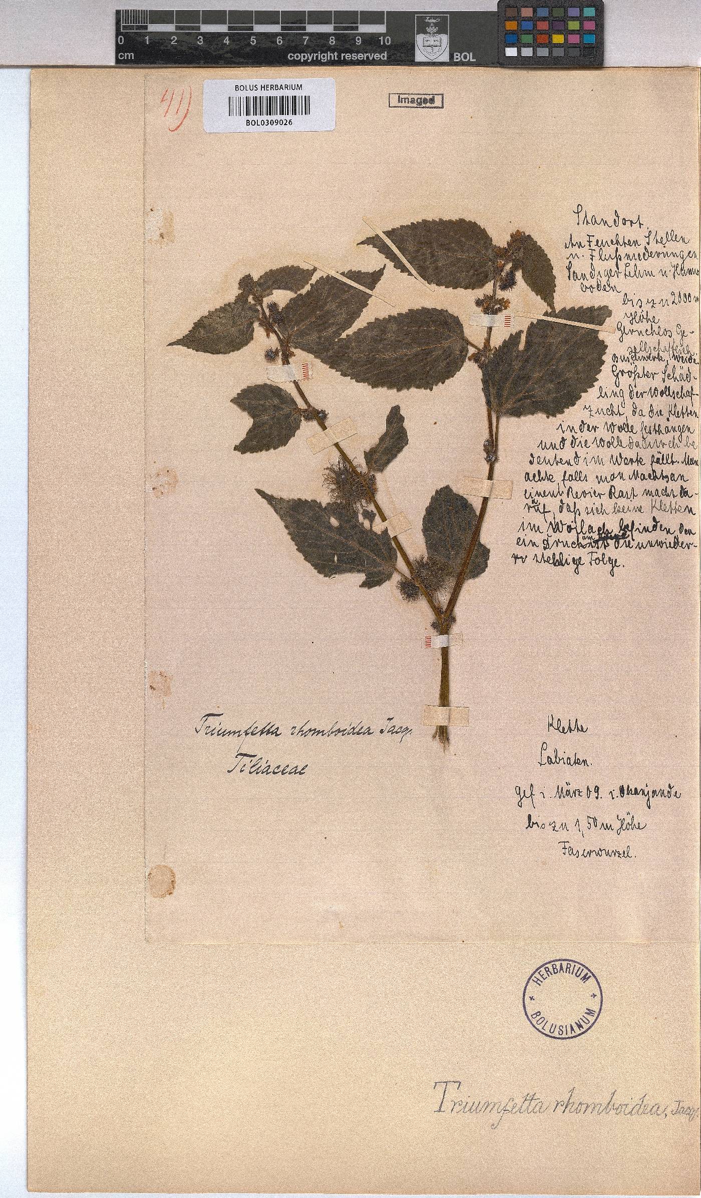 Triumfetta rhomboidea image