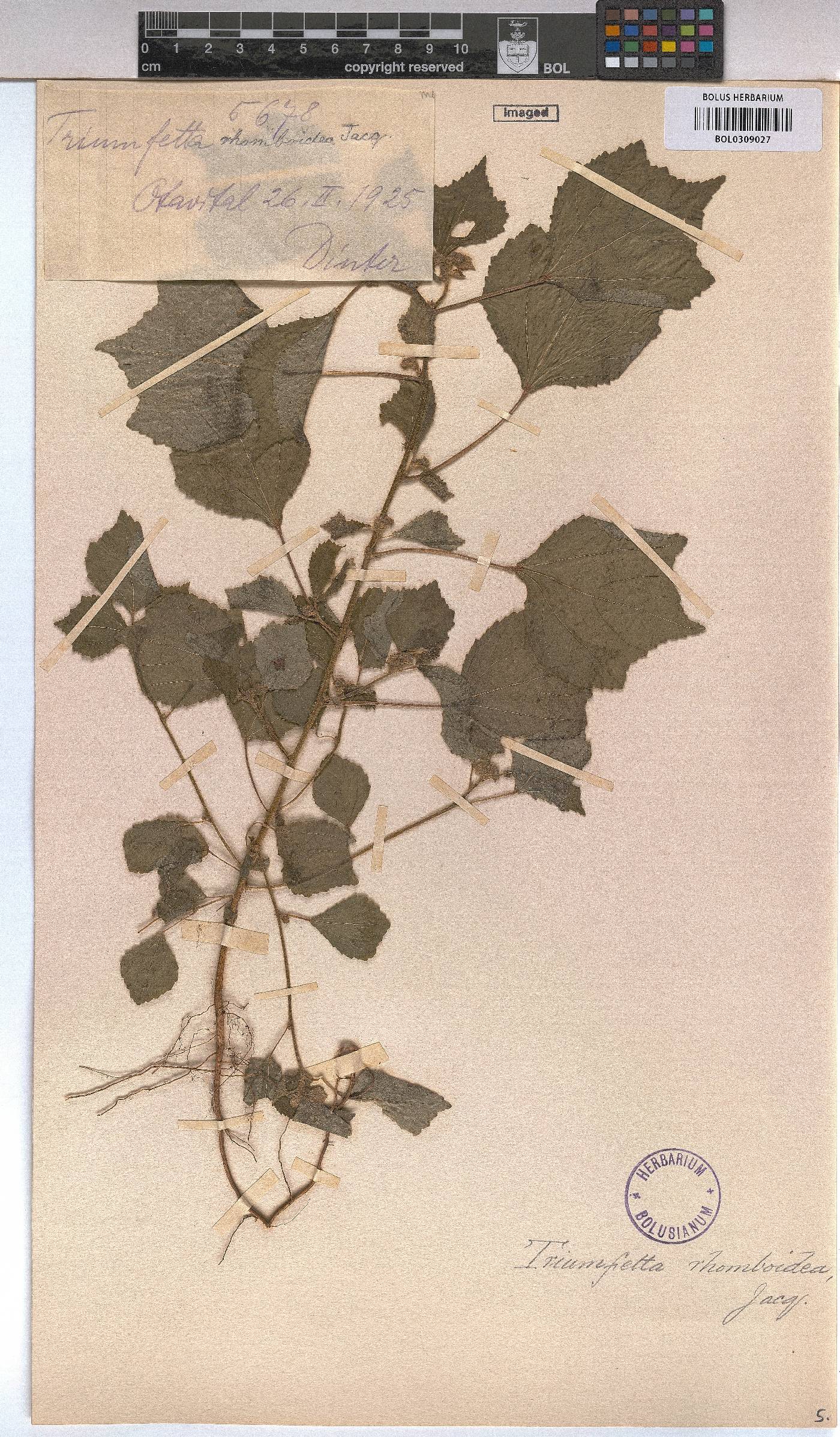 Triumfetta rhomboidea image