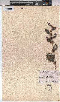 Triumfetta rhomboidea image