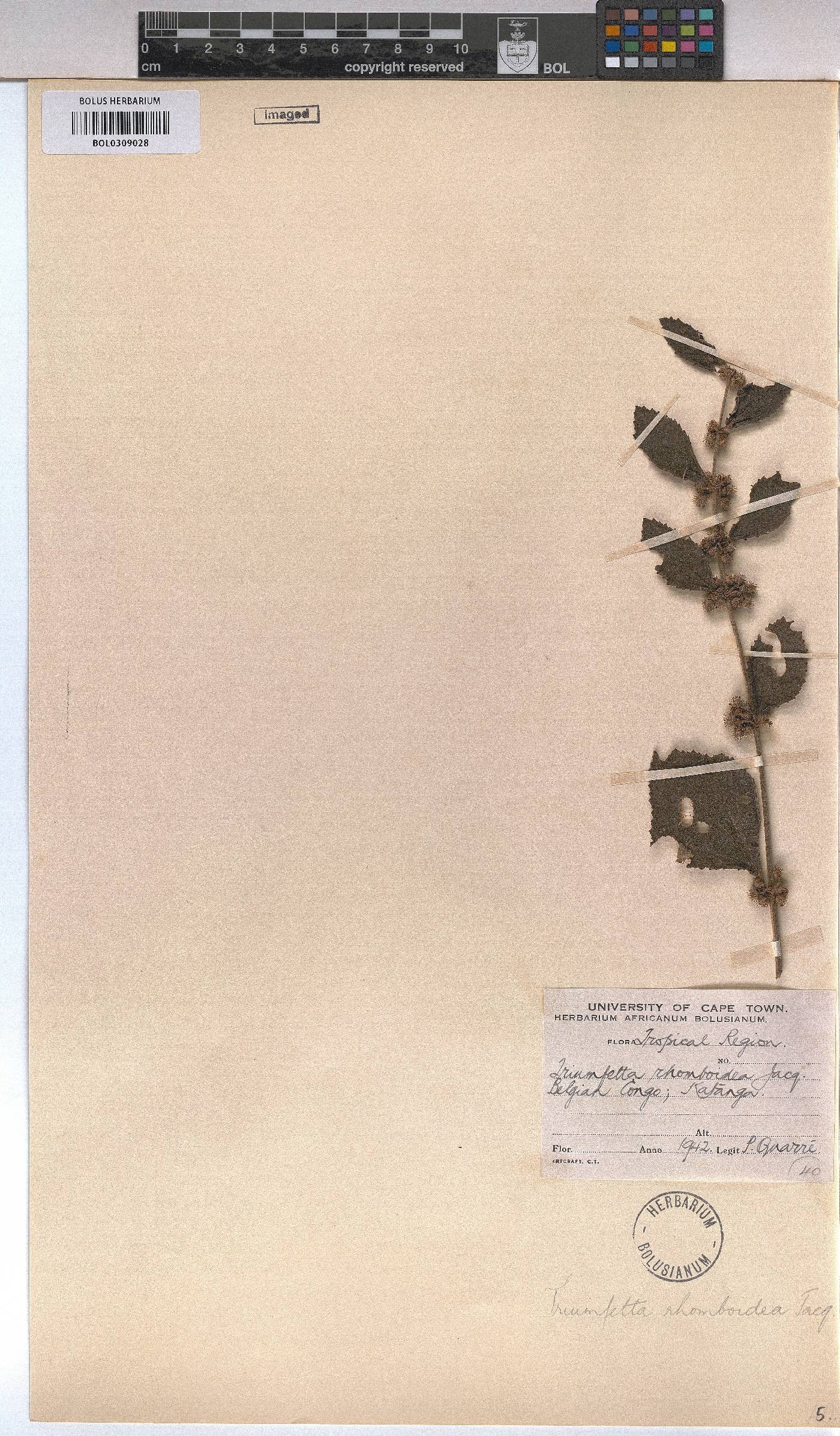 Triumfetta rhomboidea image