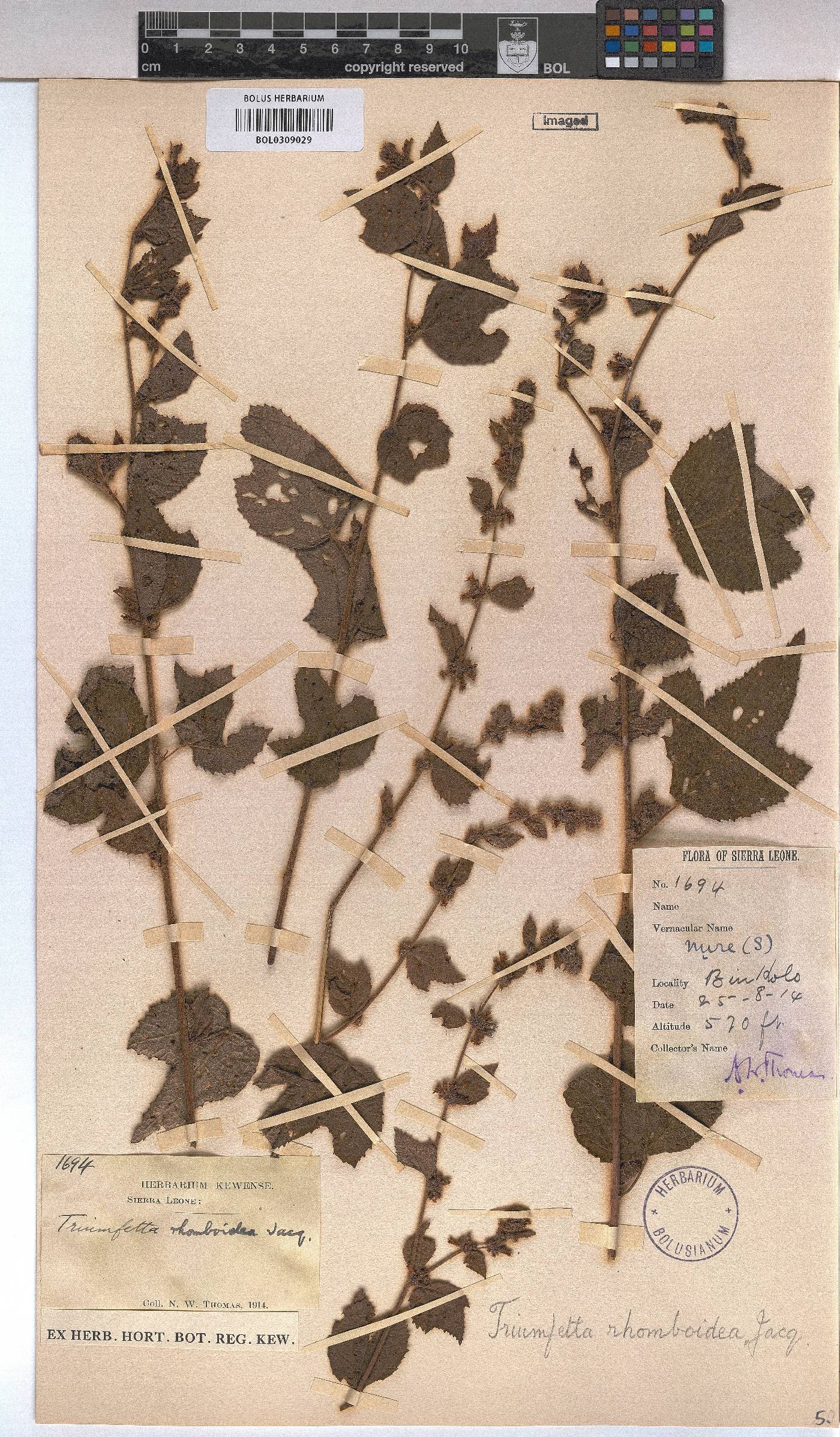 Triumfetta rhomboidea image