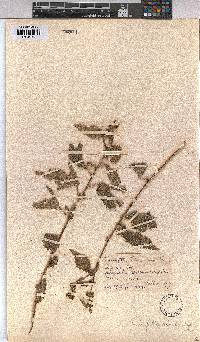 Triumfetta rhomboidea image