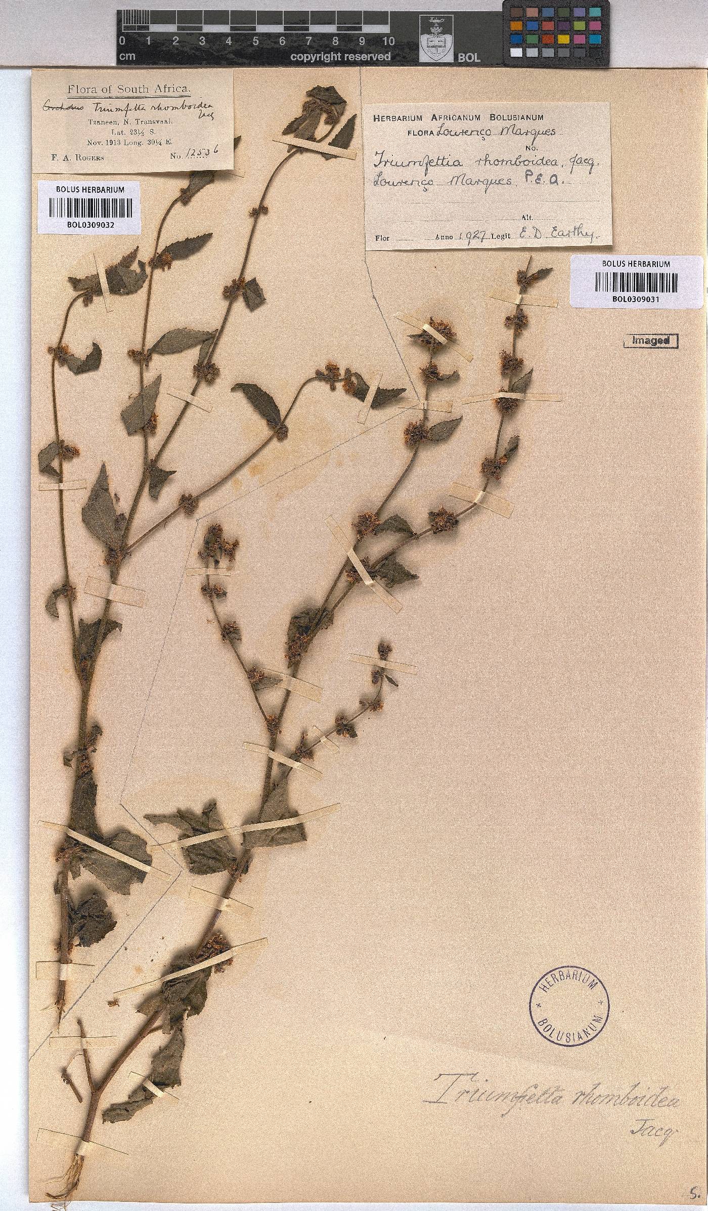 Triumfetta rhomboidea image