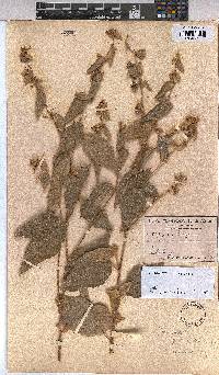 Triumfetta tomentosa image