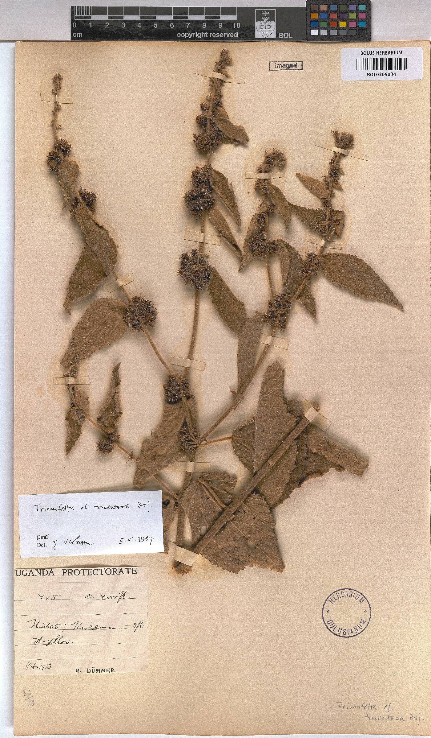 Triumfetta tomentosa image