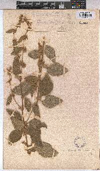 Triumfetta tomentosa image