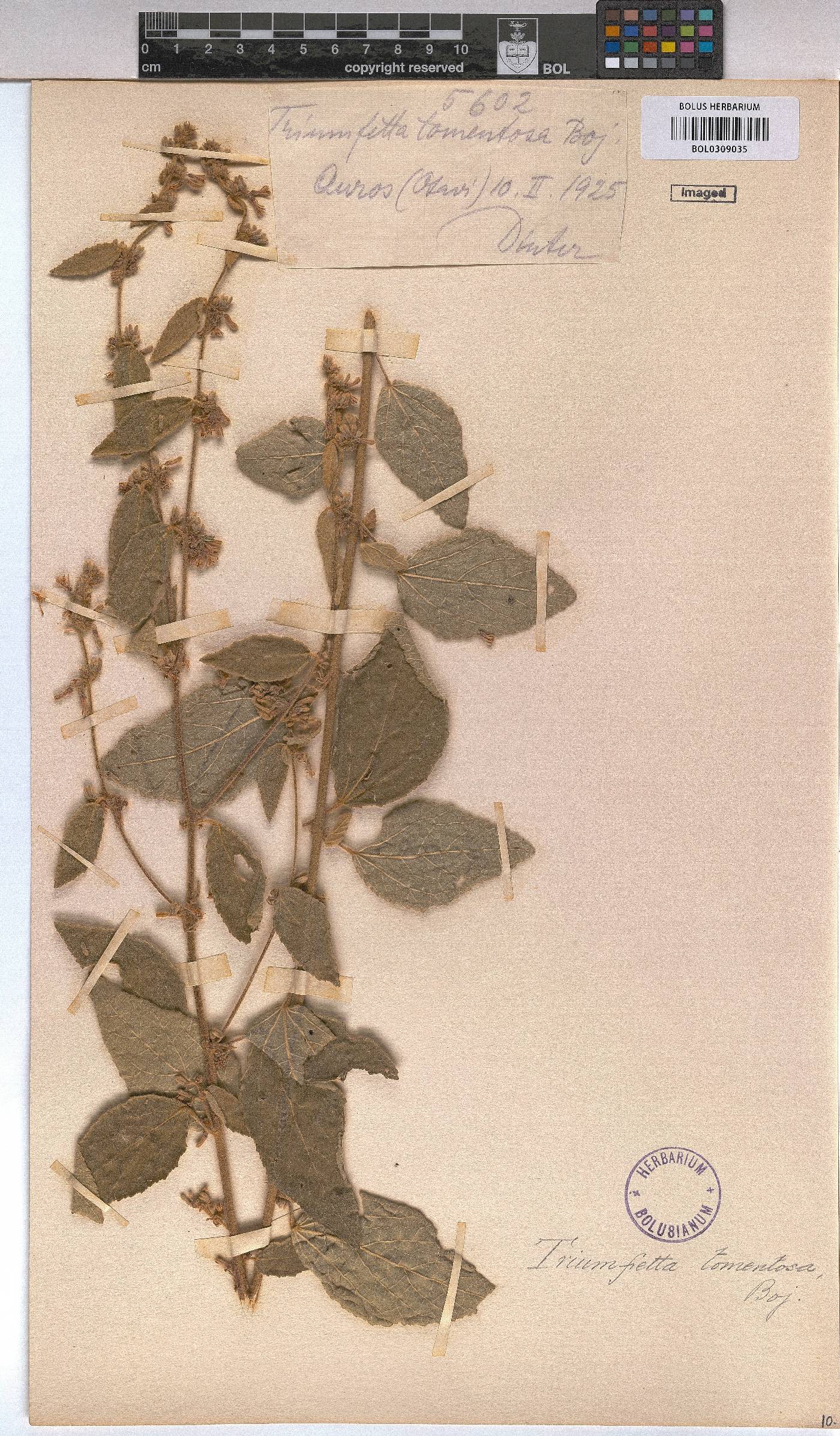 Triumfetta tomentosa image